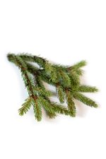 doTERRA Óleo Essencial de Abeto Preto (5ml) - Image 2